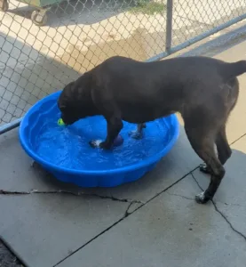 Shelter pets sweating it out